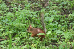Sciurus vulgaris