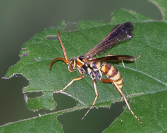 Poecilopompilus interruptus interruptus