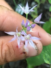 Allium bisceptrum