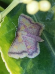 Idaea muricata
