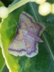 Idaea muricata