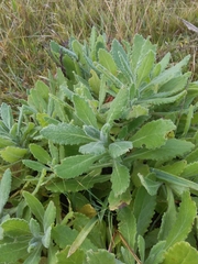 Senecio selloi