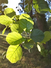 Alnus rohlenae