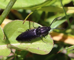 Ctenicera cuprea