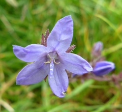 Campanula poscharskyana