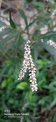 Persicaria segetum