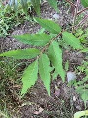 Rhus typhina