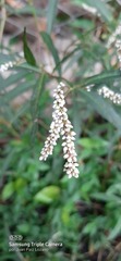 Persicaria segetum