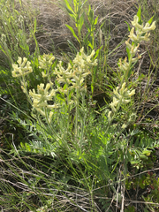 Oxytropis campestris