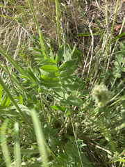 Oxytropis campestris