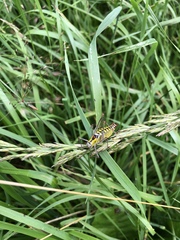 Poecilimon thoracicus