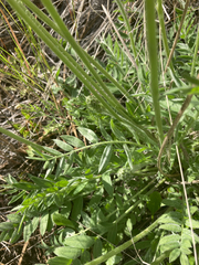 Oxytropis campestris