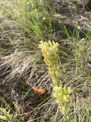 Oxytropis campestris