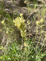 Oxytropis campestris