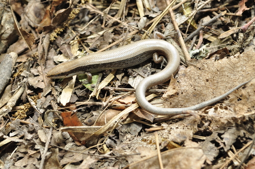 Forest Ground Skink
