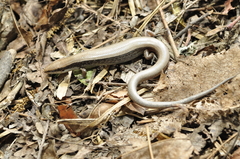 Scincella gemmingeri