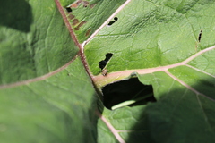 Holcostethus albipes