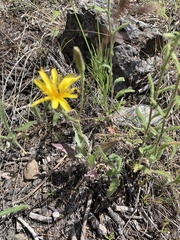 Crepis atribarba originalis