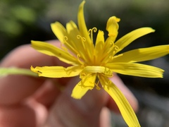 Crepis atribarba originalis
