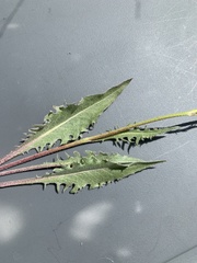Crepis atribarba originalis
