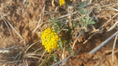 Tauschia decumbens