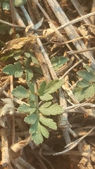 Tauschia decumbens