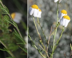 Phymaspermum leptophyllum