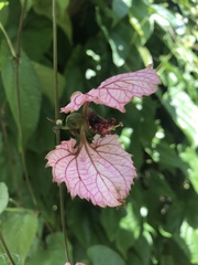 Dalechampia dioscoreifolia image