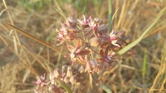 Asclepias fournieri