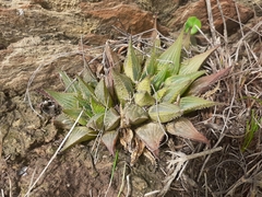 Haworthia mirabilis triebneriana