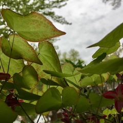 Epimedium