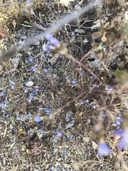 Eriastrum sapphirinum