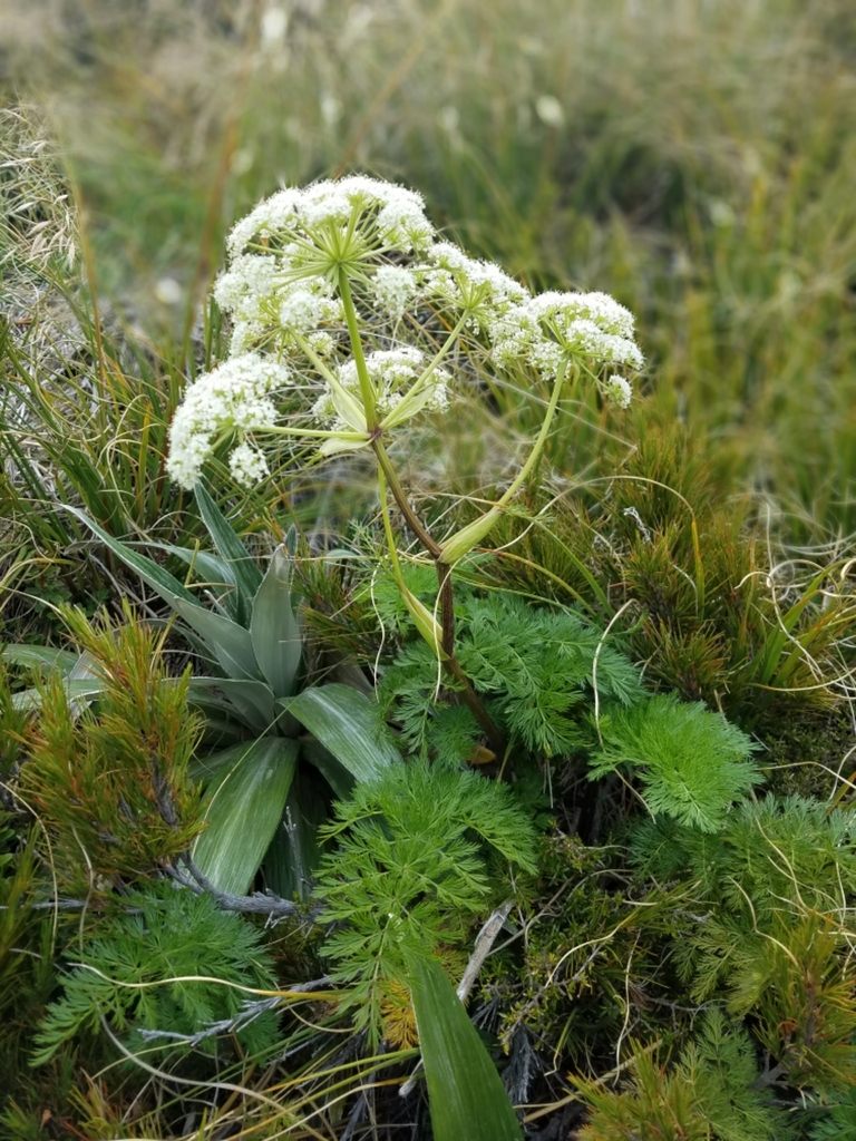 Haast's Carrot