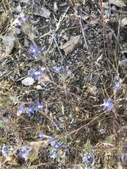 Eriastrum sapphirinum