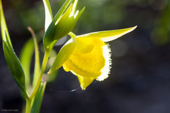 Calochortus pulchellus