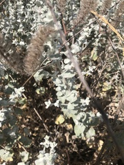 Brickellia nevinii
