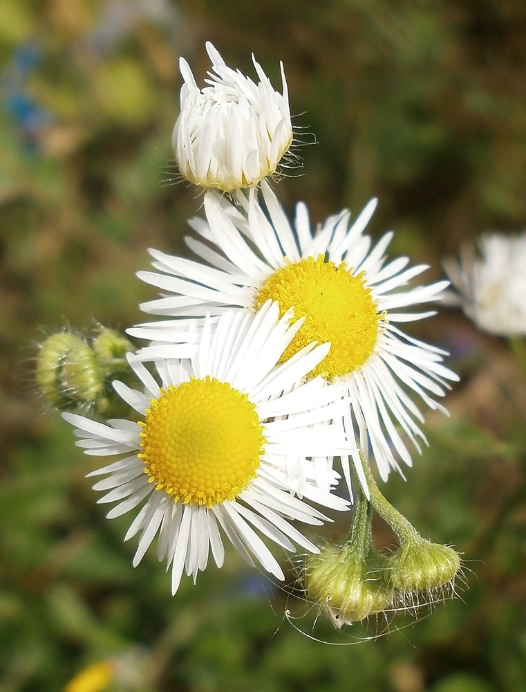 erigeron-strigosus-septentrionalis-from-on-july-4-2014-at-10