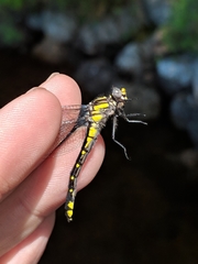 Hylogomphus abbreviatus