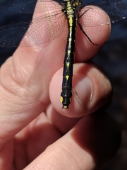 Hylogomphus abbreviatus