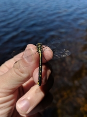 Hylogomphus abbreviatus