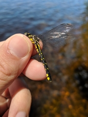 Hylogomphus abbreviatus