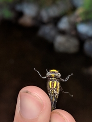 Hylogomphus abbreviatus