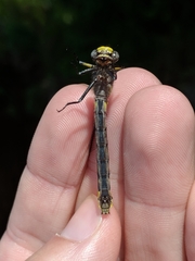 Hylogomphus abbreviatus