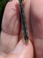 Hylogomphus abbreviatus