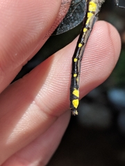 Hylogomphus abbreviatus