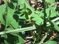 Vicia dumetorum