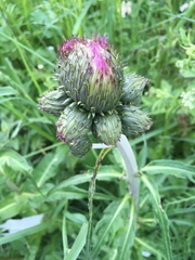 Cirsium heterophyllum