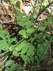 Vicia dumetorum