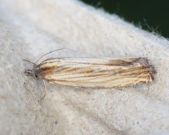 Eucosma umbrastriana