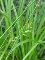 Carex lonchocarpa